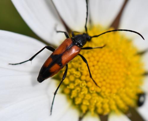 Réf. 259 894 : Stenurella bifasciata